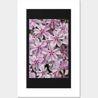 Phlox Subulata Candy Stripe Posters and Art